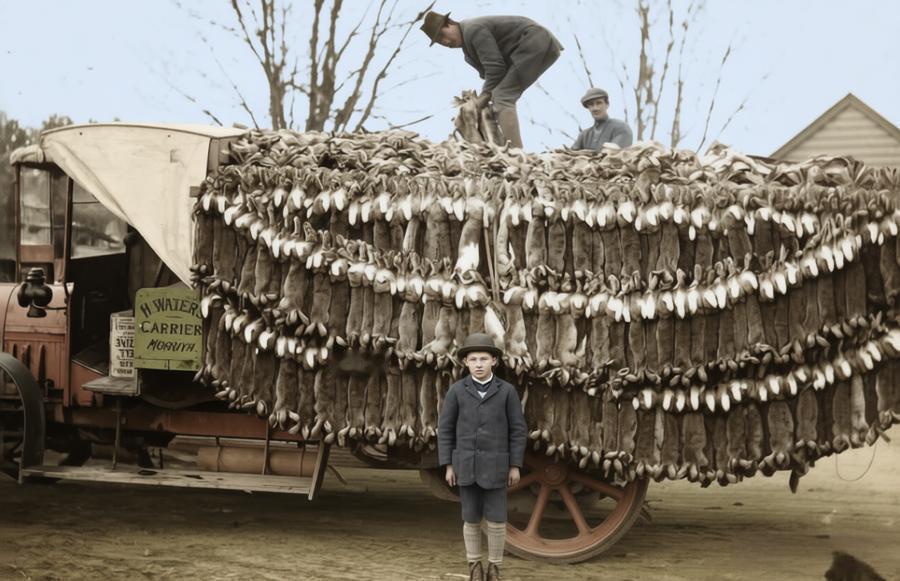 这张拍摄于20世纪20年代的照片，是澳大利亚历史上最严峻入侵物种灾难的鲜活见证。