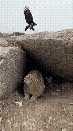 在速度面前，什么猛禽都不是对手。