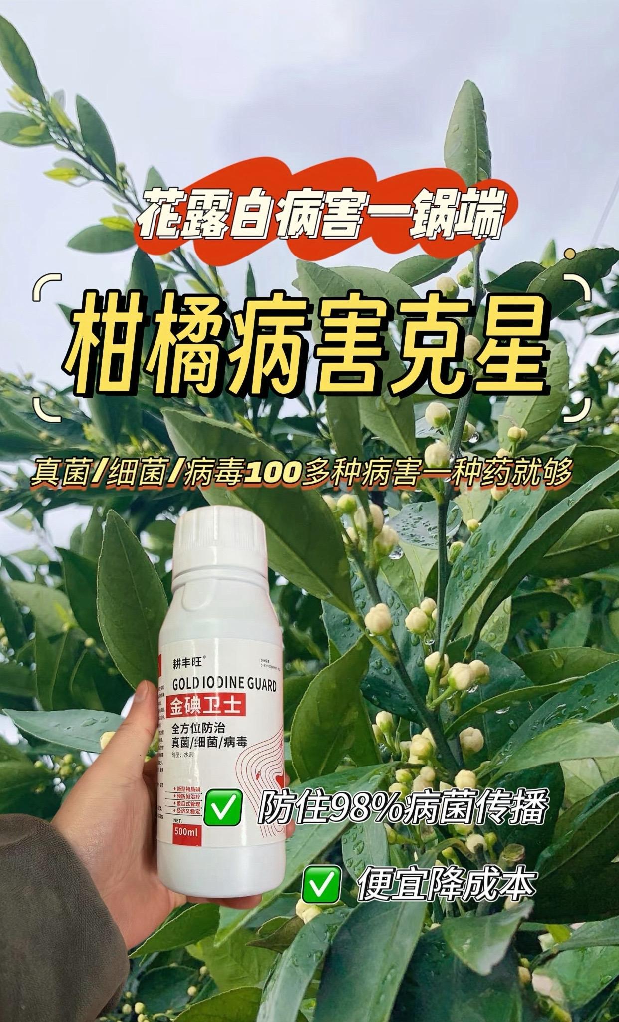 柑橘花露白这遍药很关键,用一次柑橘病害克星,金碘卫士,灰霉病,炭疽病,溃疡病真菌