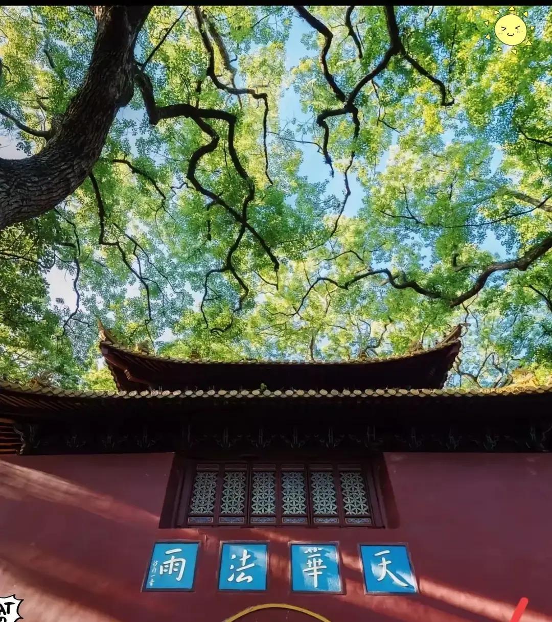 法雨寺的僧寮里，搜出了日本间谍藤岛武彦的密写情报。他在这儿住了好几年了，每天跟着