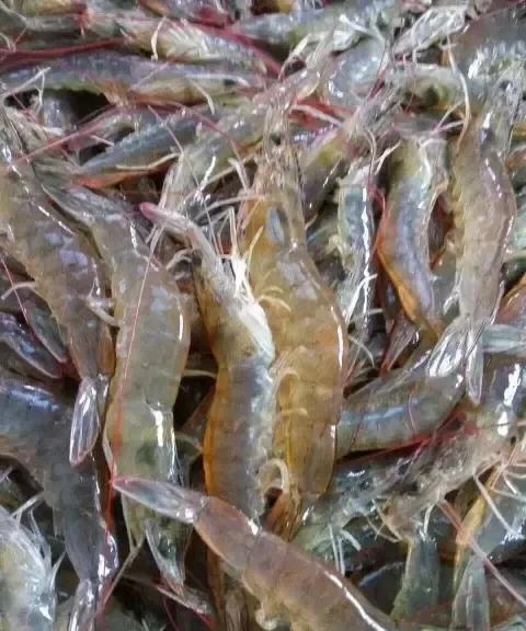 【天津，吃虾正当时】天津的盐田养殖虾，一百块钱四五斤，真是便宜到家了，半夜醒了