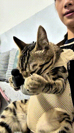 乖乖嘞，你瞅瞅这只小狸花猫，可太有意思了！见过捧着碗吃饭的人，可少见小猫自己抱住