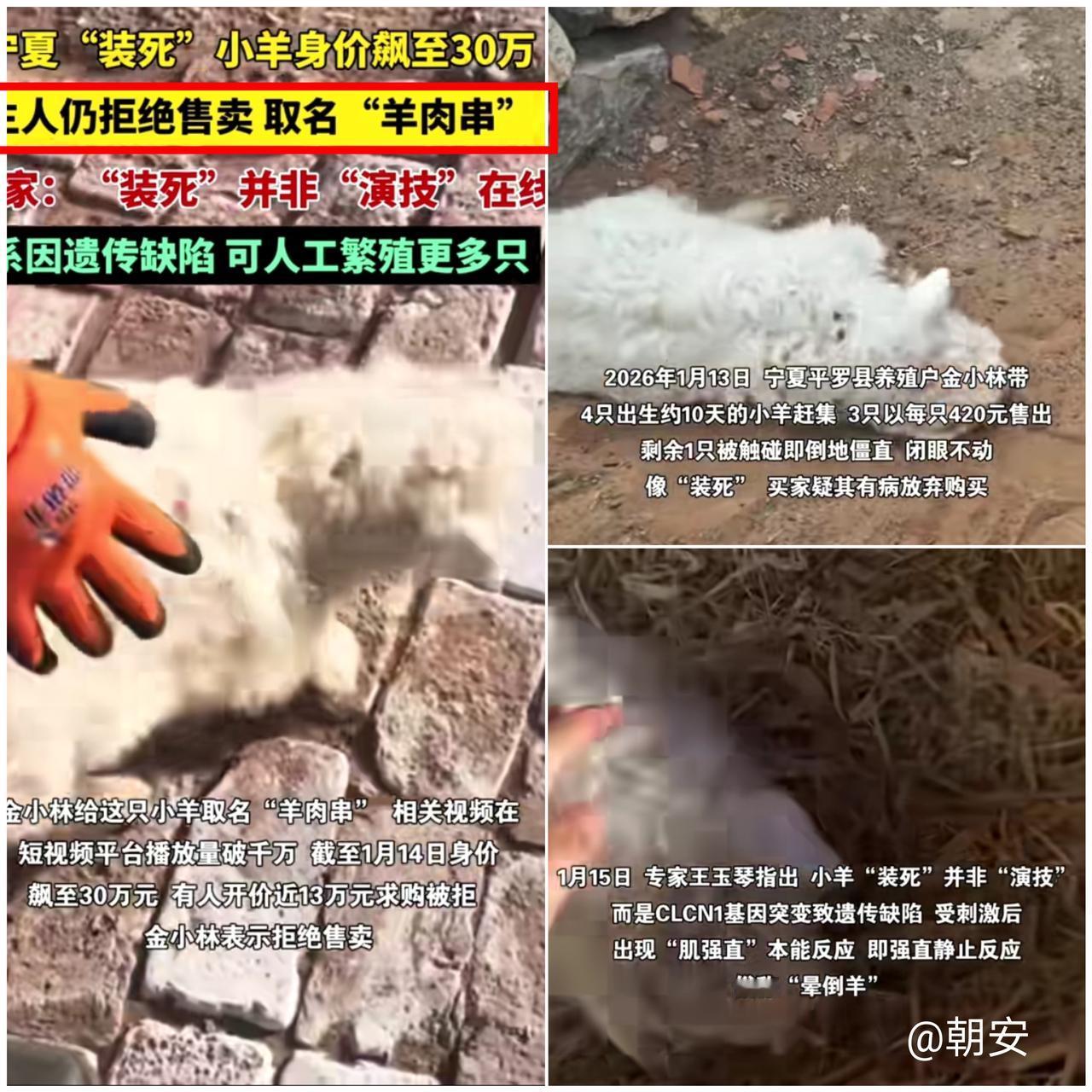 “这羊界影帝也太会逆袭了！宁夏一只小羊靠‘装死绝技’爆红，身价飙到30万，主
