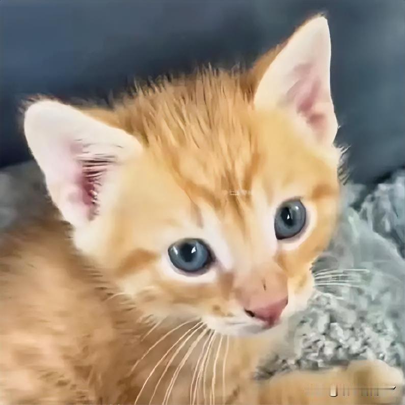 在小区楼下，一位女士发现一只小橘猫拖着伤腿“喵喵”叫着朝自己挪过来。凑近一看