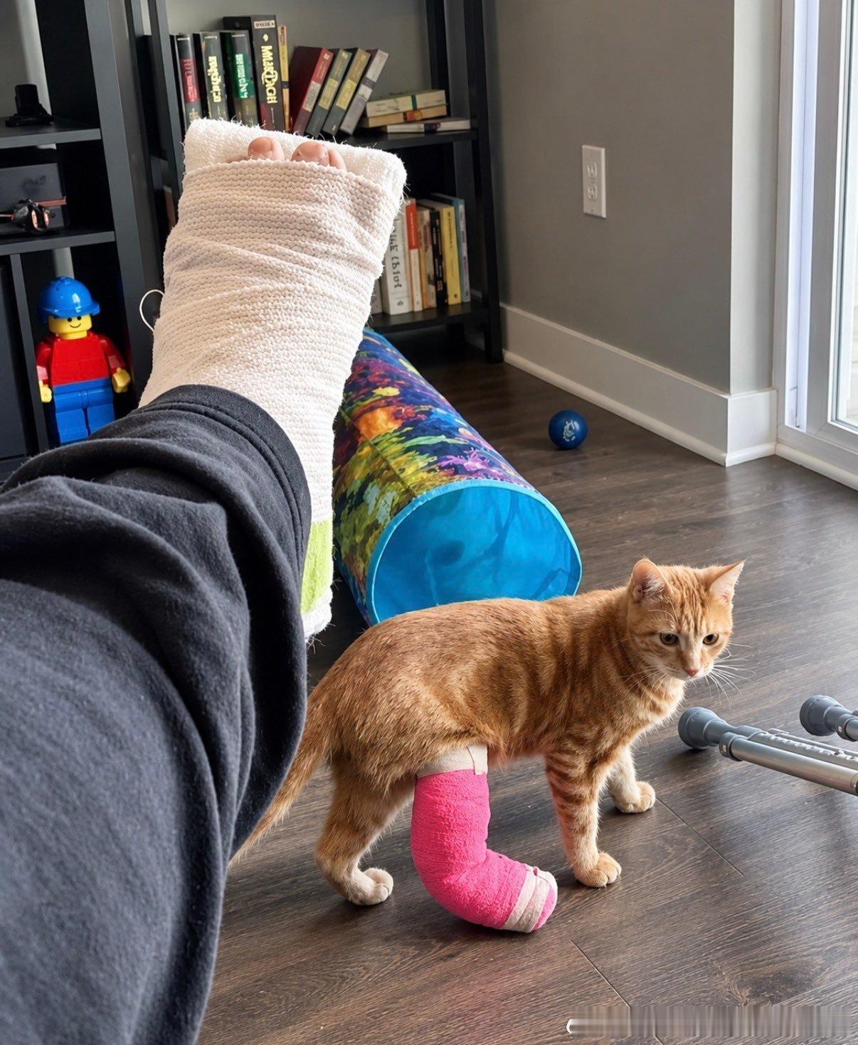 猫咪：这是个悲伤的故事…🙁​​​