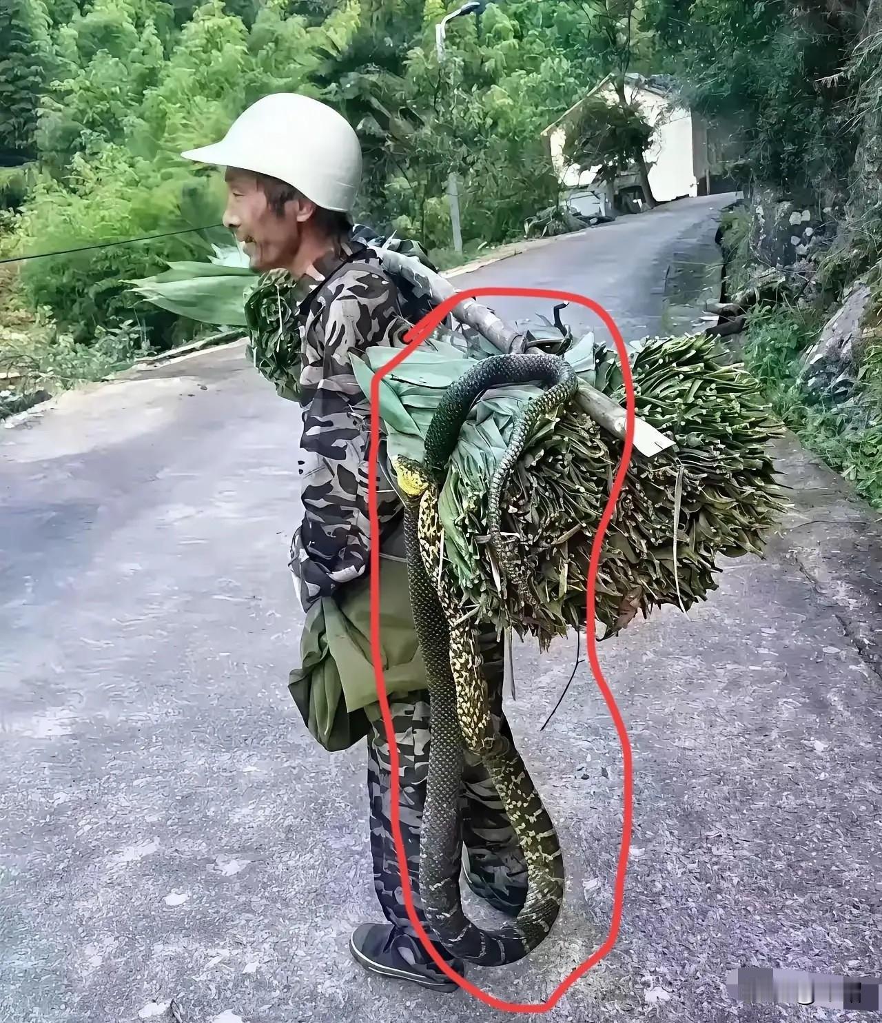 大爷永远是大爷，这胆子不是一般的大呀！粽叶上盘着条花蛇，就这么挑着走，换我早