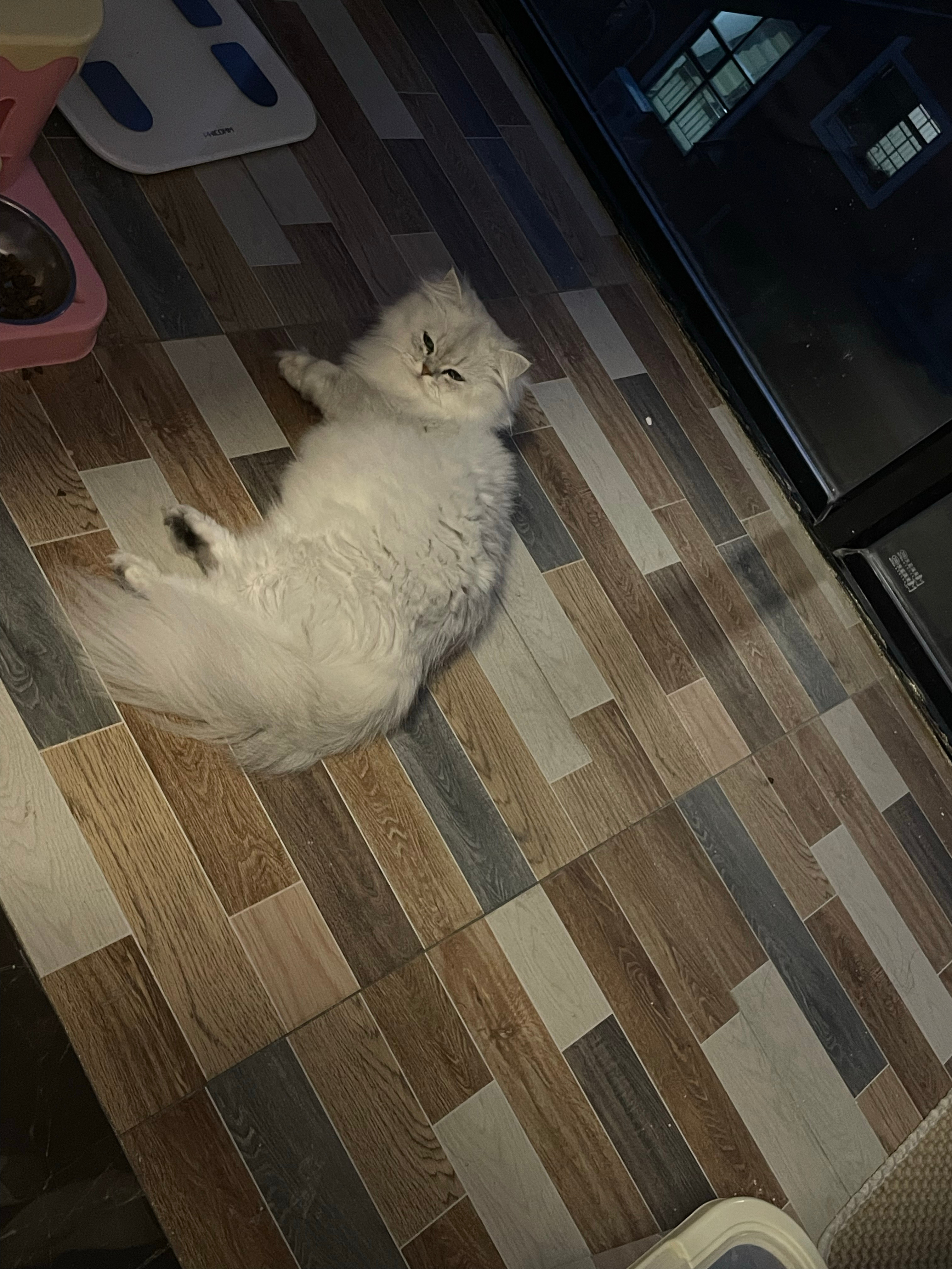 不理对我摆脸色的猫😤​​​