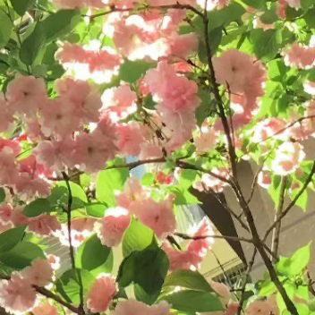 葡萄种植方法一、环境要求葡萄喜温暖、光照充足的环境，适宜生长温度20–30℃，