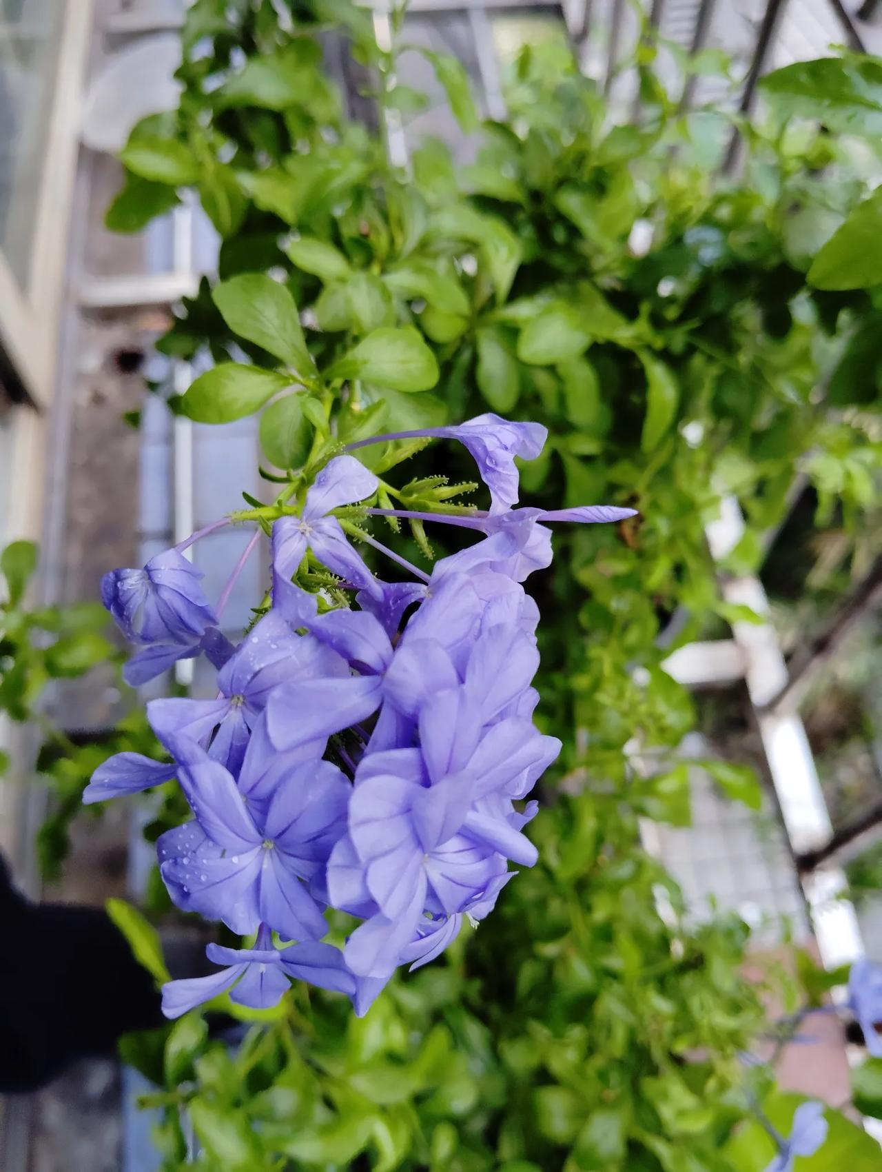 分享一张你的兰花照片