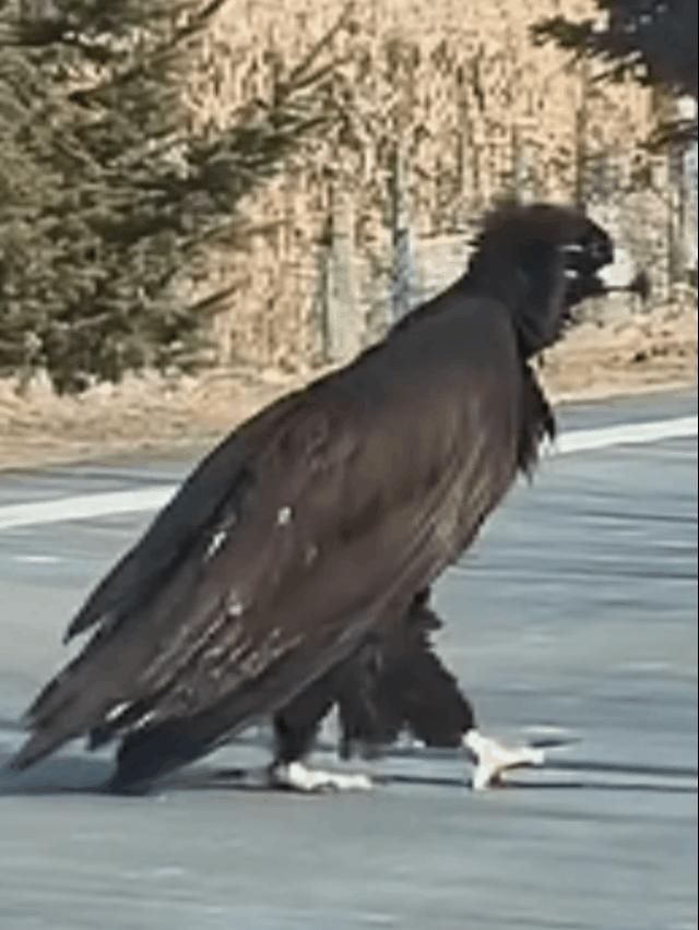 “神雕侠侣果然没骗人！”吉林珲春，一女子开车时突然看到前面有个黑乎乎的大鸟，停车