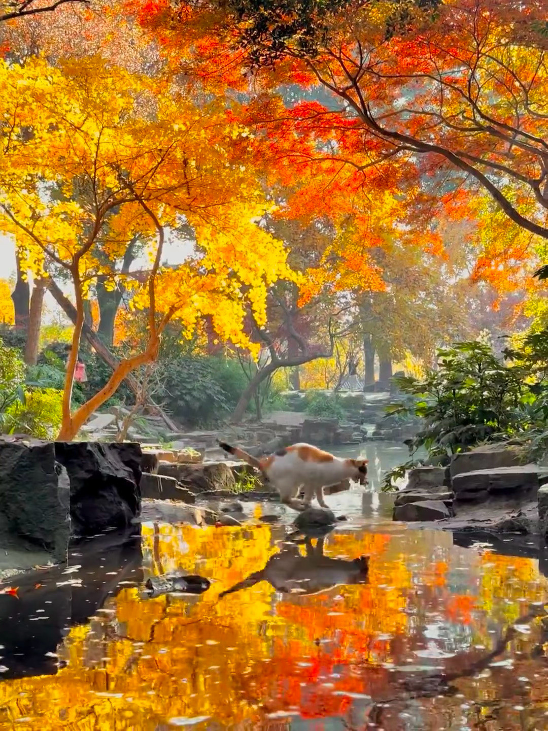 苏州的红枫像是杜牧笔下的诗行🍁苏州虎丘红枫杀疯了！！！！！！！！
