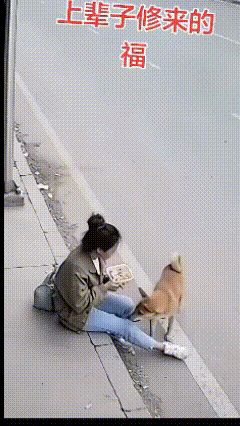 看似不经意抢食的狗狗，竟然救了美女一命！福虽未至，祸已远离！万物皆有灵，