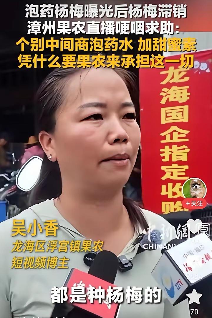 700多年杨梅种植历史真的毁在你们手上了。跟妈祖忏悔吧。杨梅黑幕杨梅真相