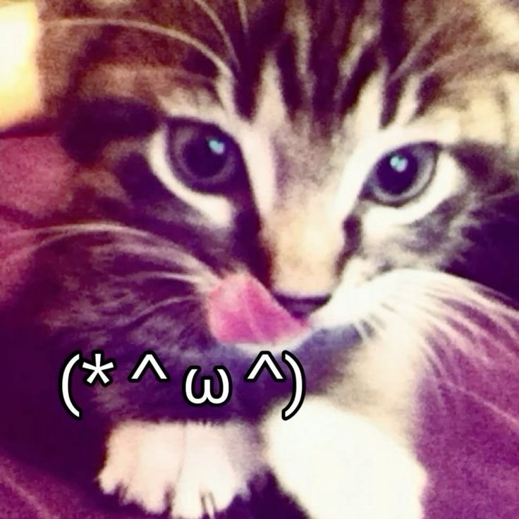 我小猫咪也绝非善类