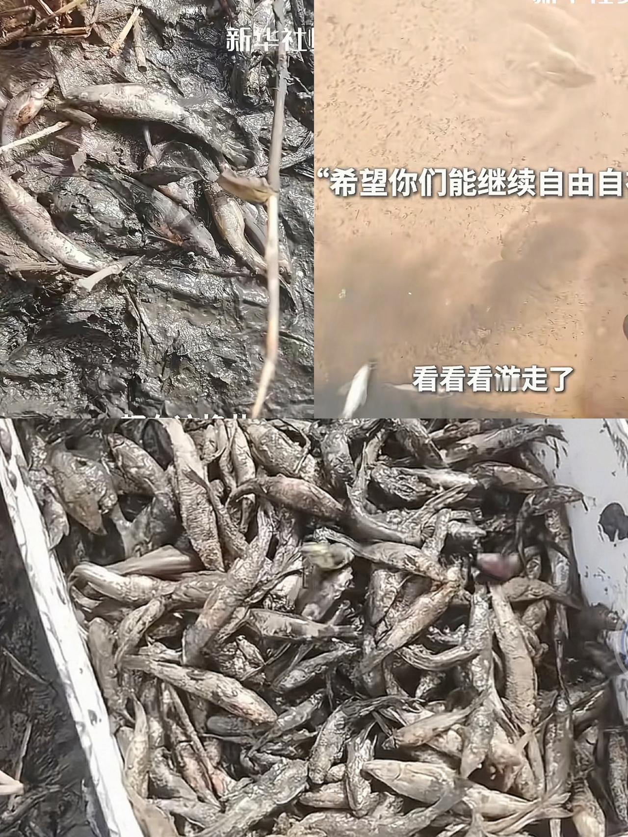 泪目了!新疆一女子去看胡杨林,结果路边发现一天几近干涸的水沟,里面好多在稀泥里挣