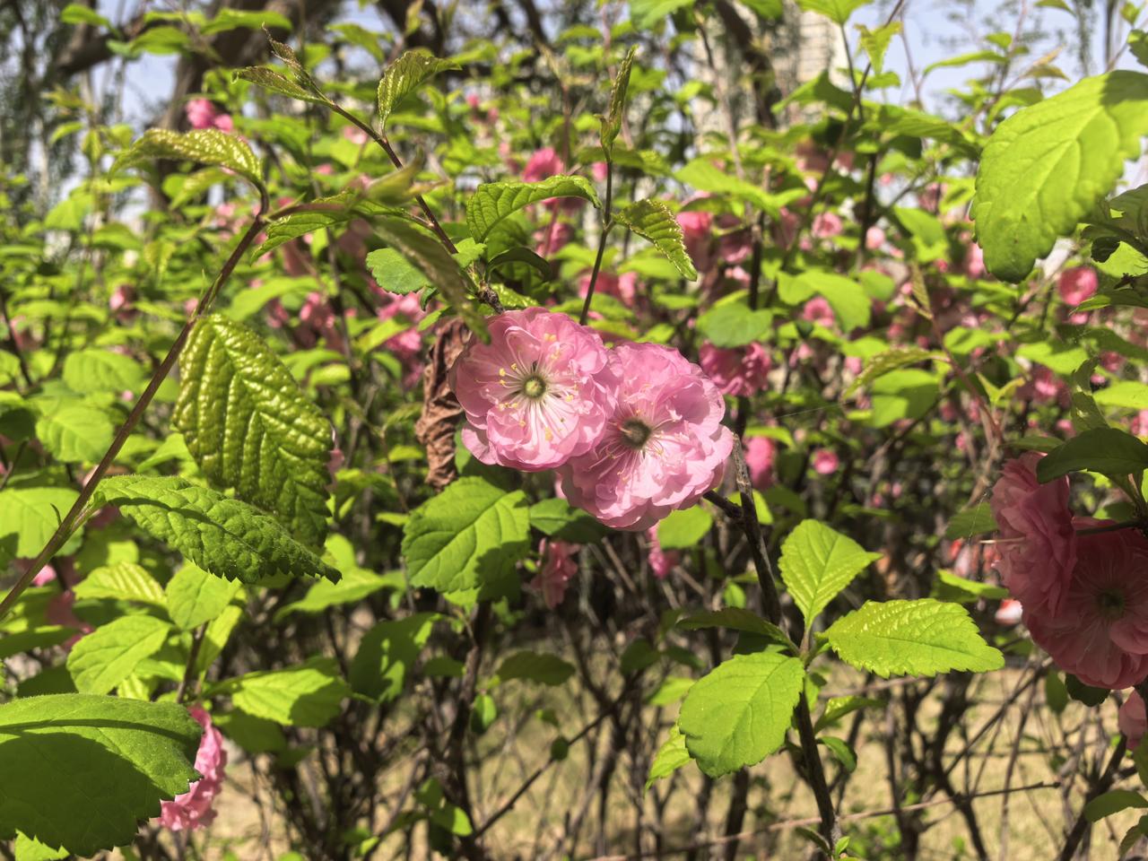 保镖血管的保镖一-洋葱口腔的保镖一-绿茶肝脏的保镖一-枸杞咽喉的保镖-