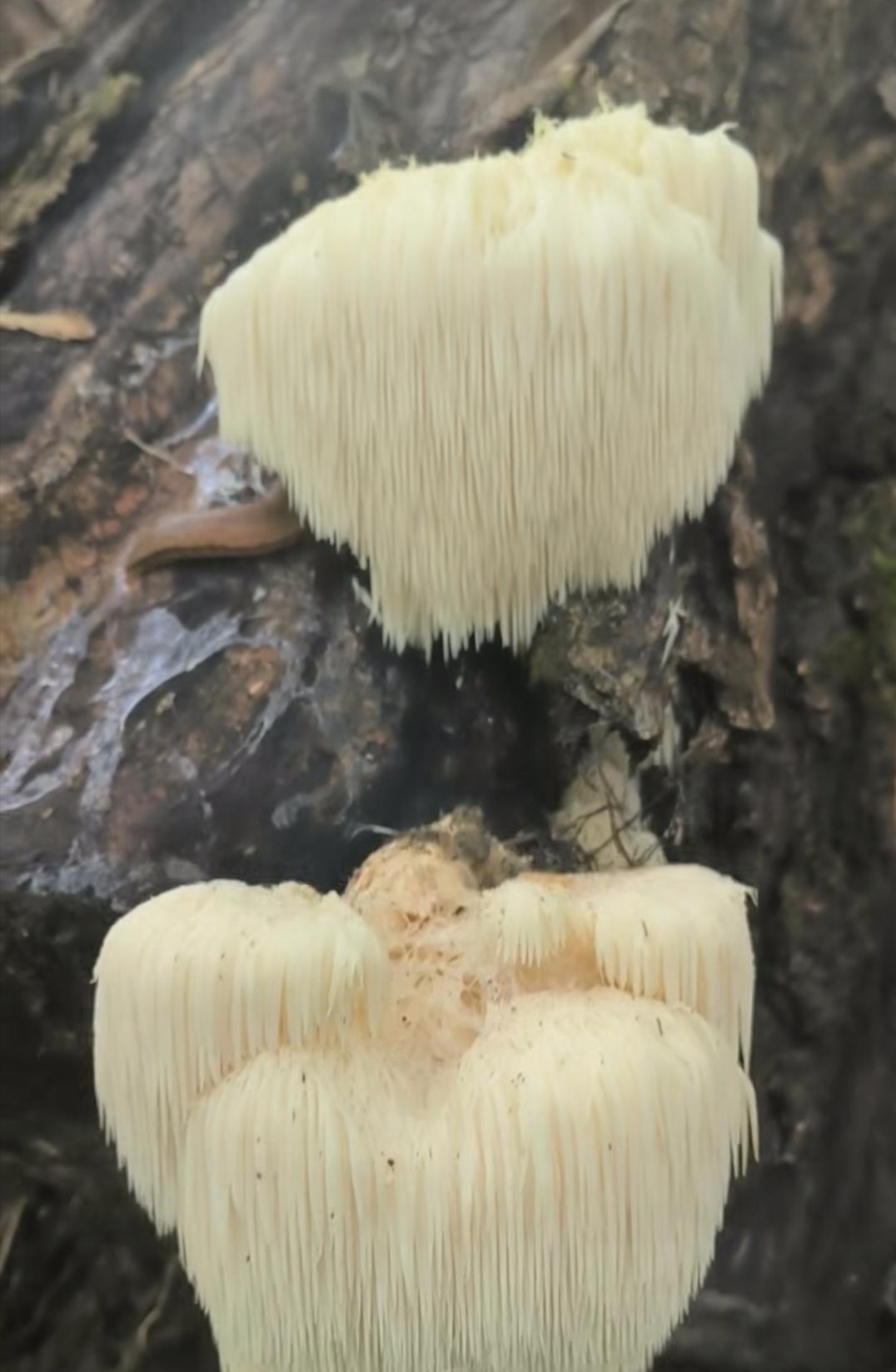 作者加速成长计划国庆假期走进乡村老家，体验捡蘑菇真的太有意思啦！漫步林间，满眼都