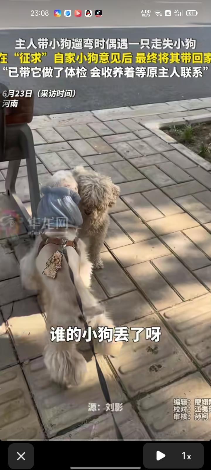 6月23日，河南郑州。女生带小狗遛弯时偶遇一只走失小狗，“征求”自家小狗的意见后
