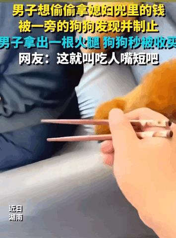 万物皆有灵性！湖南，男子想偷偷拿媳妇儿兜里的钱，结果正好被一旁的狗狗发现了，于是