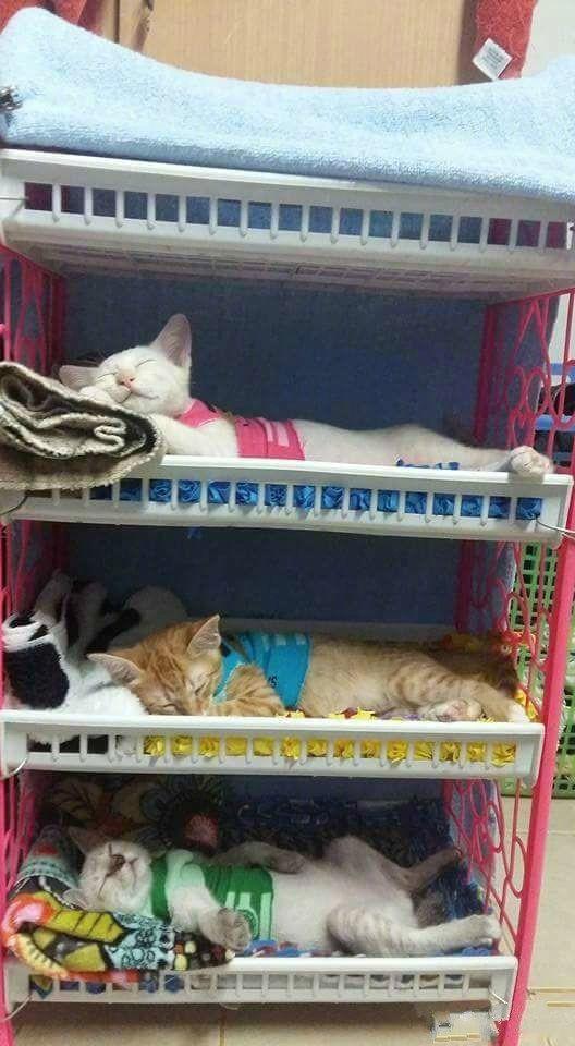 三只猫咪睡在主人为它们量身定制的迷你床，小家伙们睡得好香