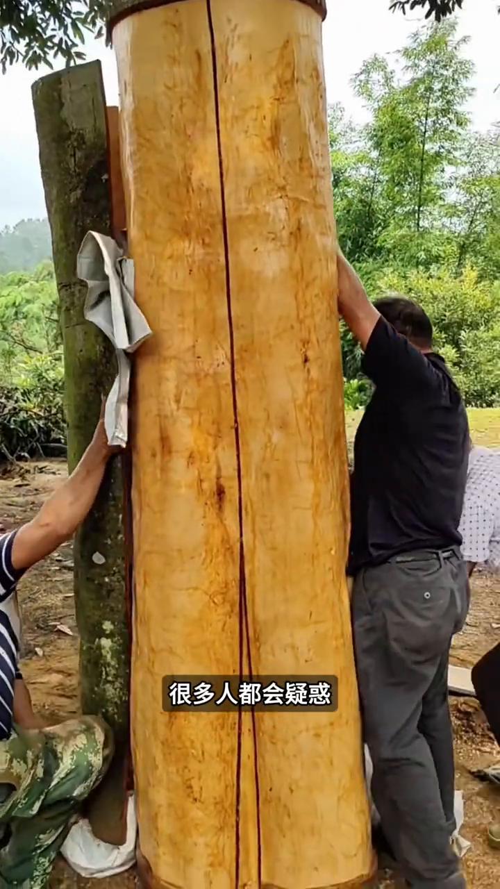 谁能想到炖肉时经常用到的肉桂皮竟然是从肉桂树的树干上剥下来的。看着工人把厚厚的树