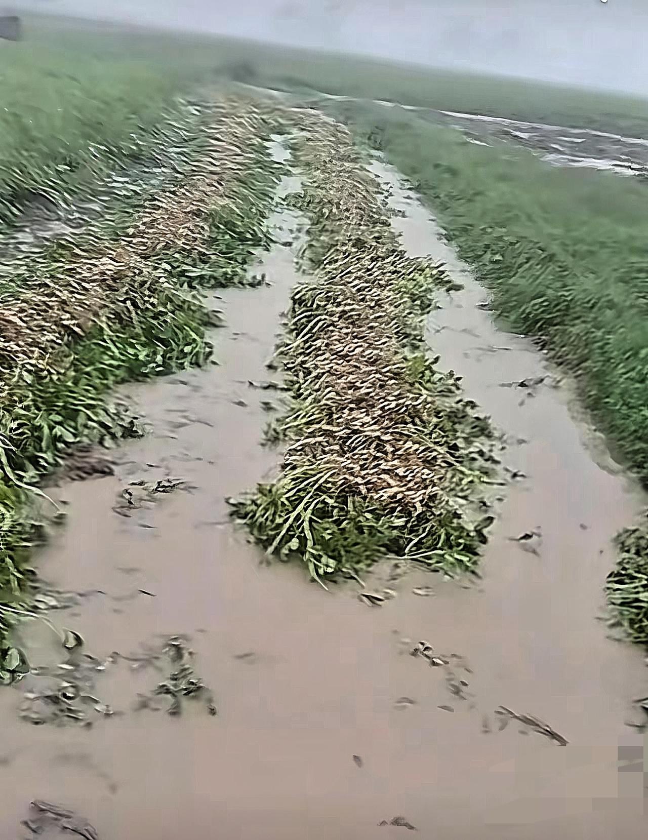 河南花生的“劫难”：扛过40度高温抗旱，却栽在秋收的雨里！河南的花生太不容易