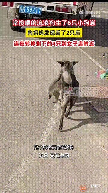 泪目！安徽阜阳一名女子经常投喂一只流浪狗，突然有一天，她还在店里忙工作的时候，看