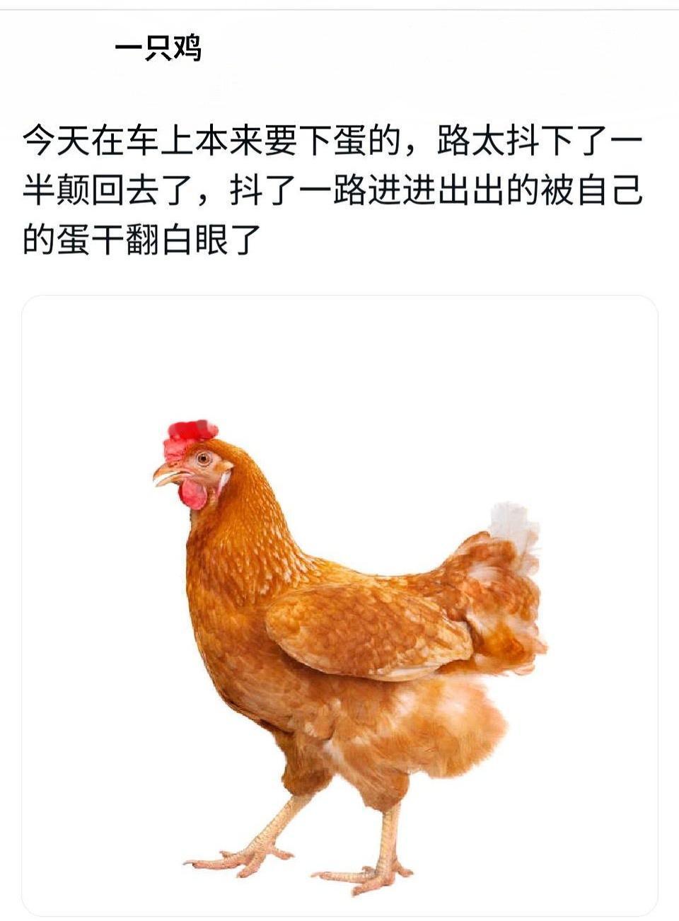 原来做一只母鸡也不容易啊