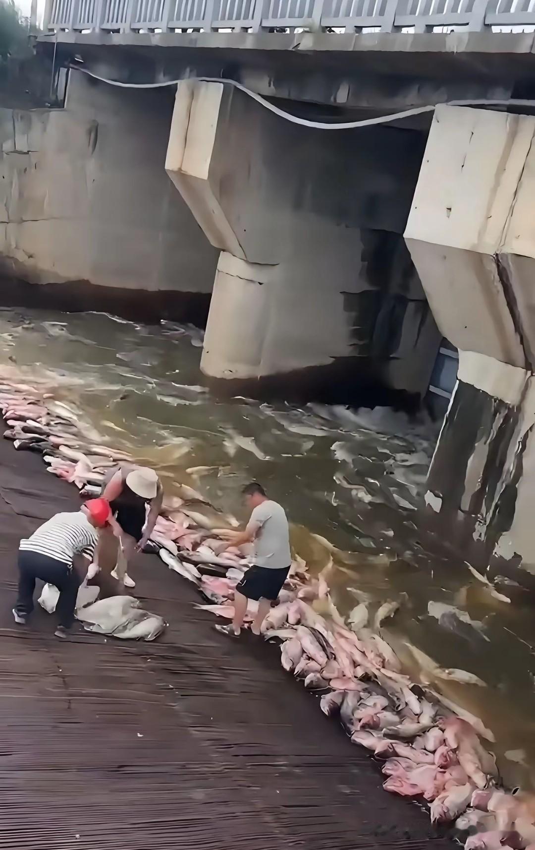 3个荒唐误区！下水道怪鱼泛滥，害人又害环境！广东连州一幕让人直呼匪夷所思！