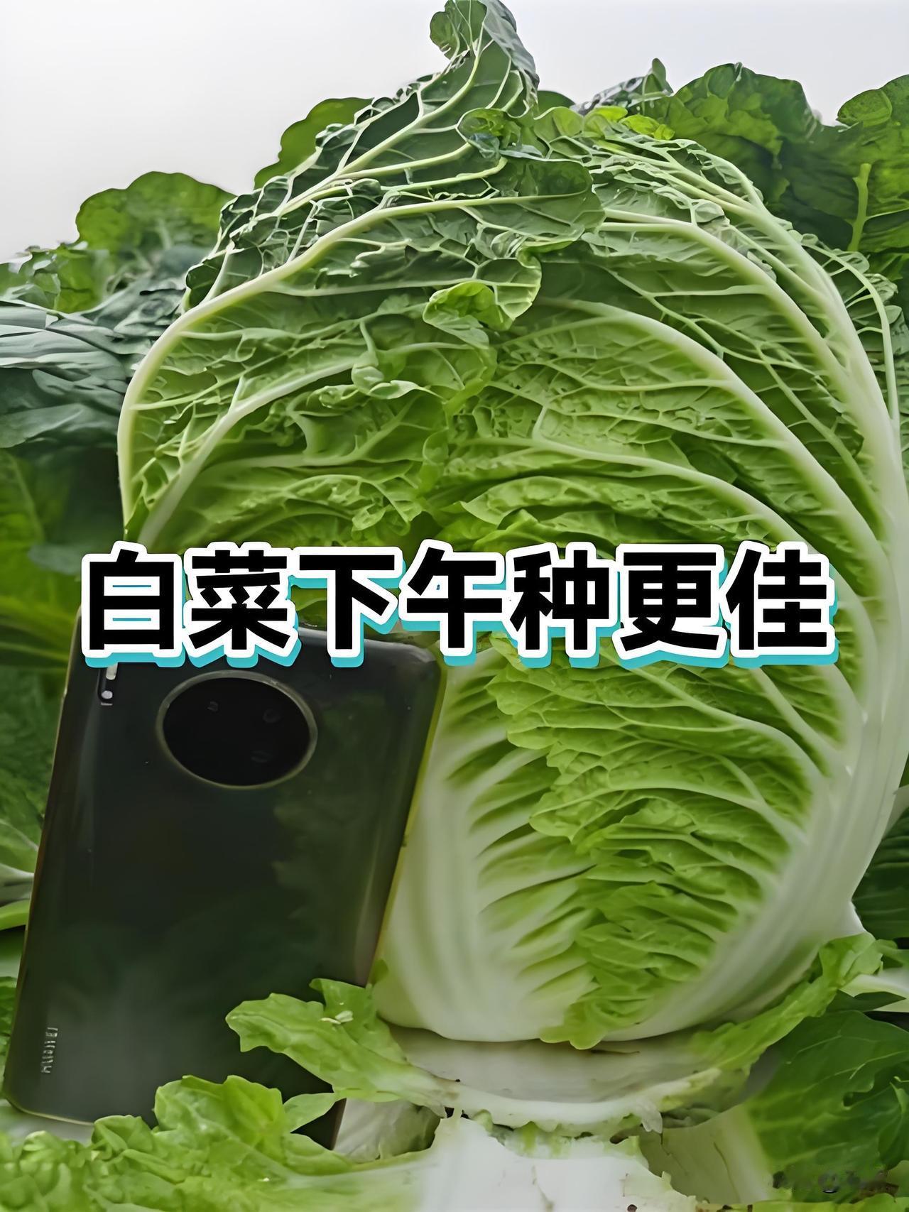 种秋白菜，上午播种好还是下午播种好？很多新菜友问，白菜播种选上午还是下午。