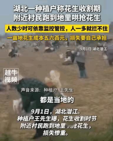 辛辛苦苦承包千亩花生，眼看丰收却被村民哄抢，种植户直呼：明年再也不种了。湖