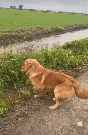 捉到一条鱼？还是老鼠？这货身手敏捷，好可爱！[大笑][赞][赞]