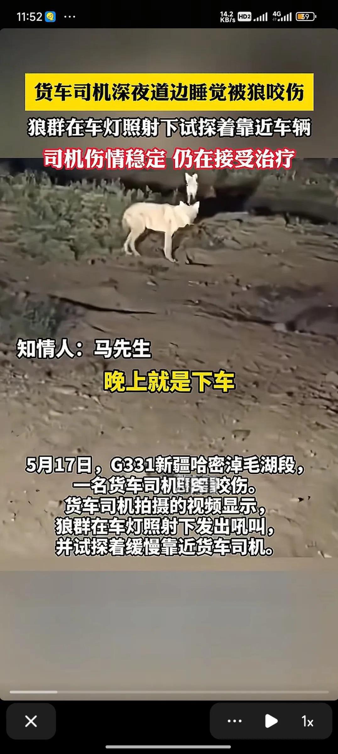 “命真大！”新疆哈密，男子图凉快，深夜在路边睡觉，被狼群咬伤，赶忙逃到驾驶室，打