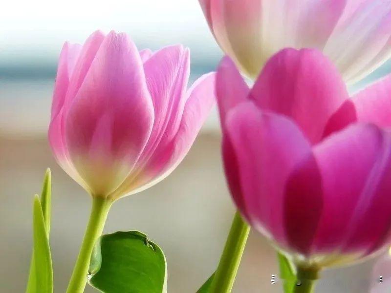 异性之间的两种感觉是灵魂伴侣通常认为，异性间若能形成“灵魂伴侣”的联结，核心常