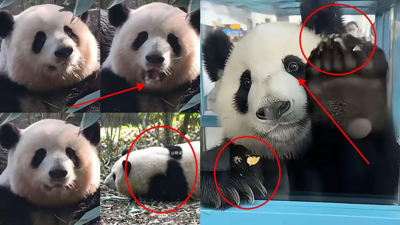 破防了！国宝晓晓蕾蕾归国名场面，这刻入骨髓的中国骨气看哭全网，震惊！​​​​旅