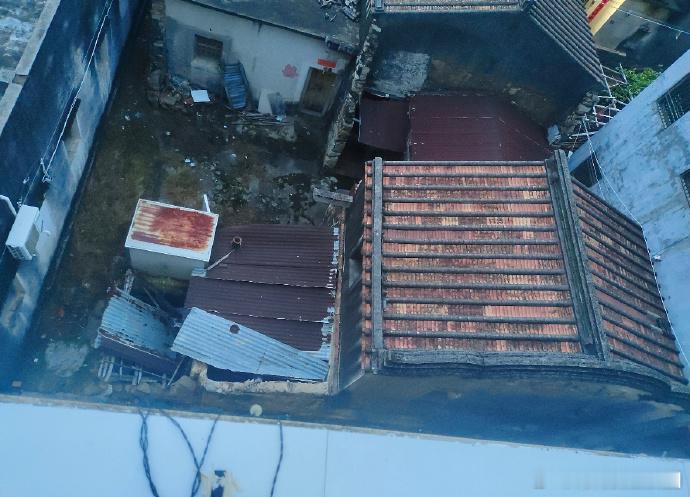由于每天向朋友家屋顶扔不死鸟植物种子……大家都知道不死鸟的生命力很顽强，我家的