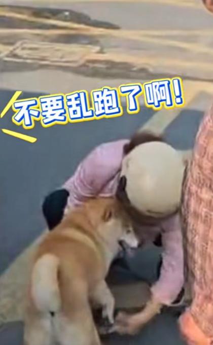 江苏深夜，一只迷路的小狗闯进消防站“报案”。见它身边没有主人，消防员拿来火腿肠和