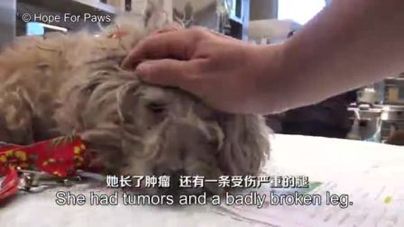 【油菜&橘子酱】如何让你的猫保持快乐?@柚