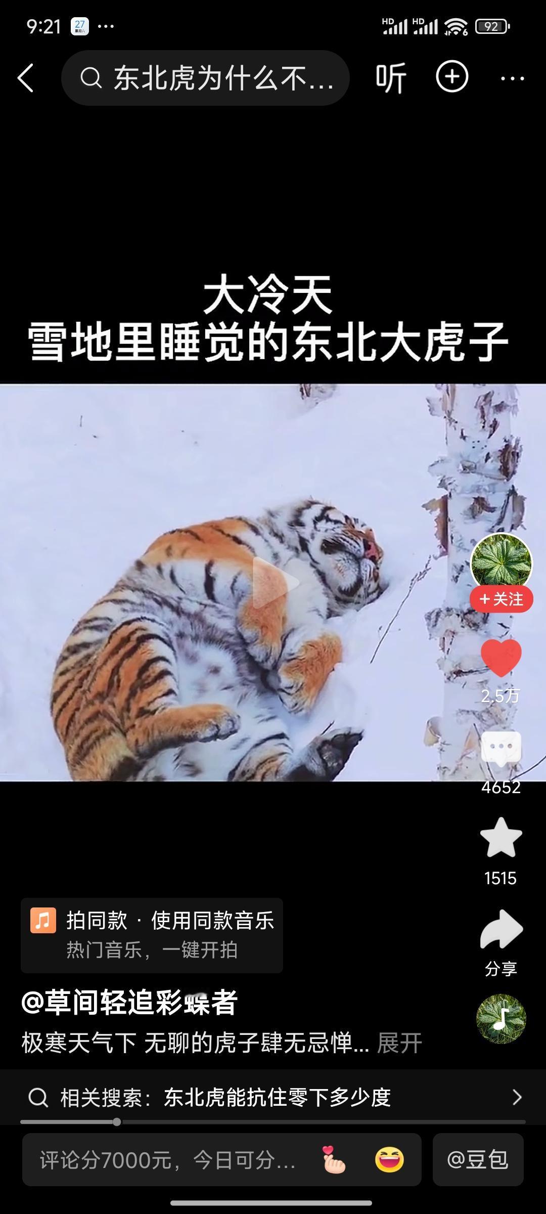 这大花猫睡在雪地好安逸哦不是摄影师冒死偷拍我们哪里会看到这精彩一幕?零下几