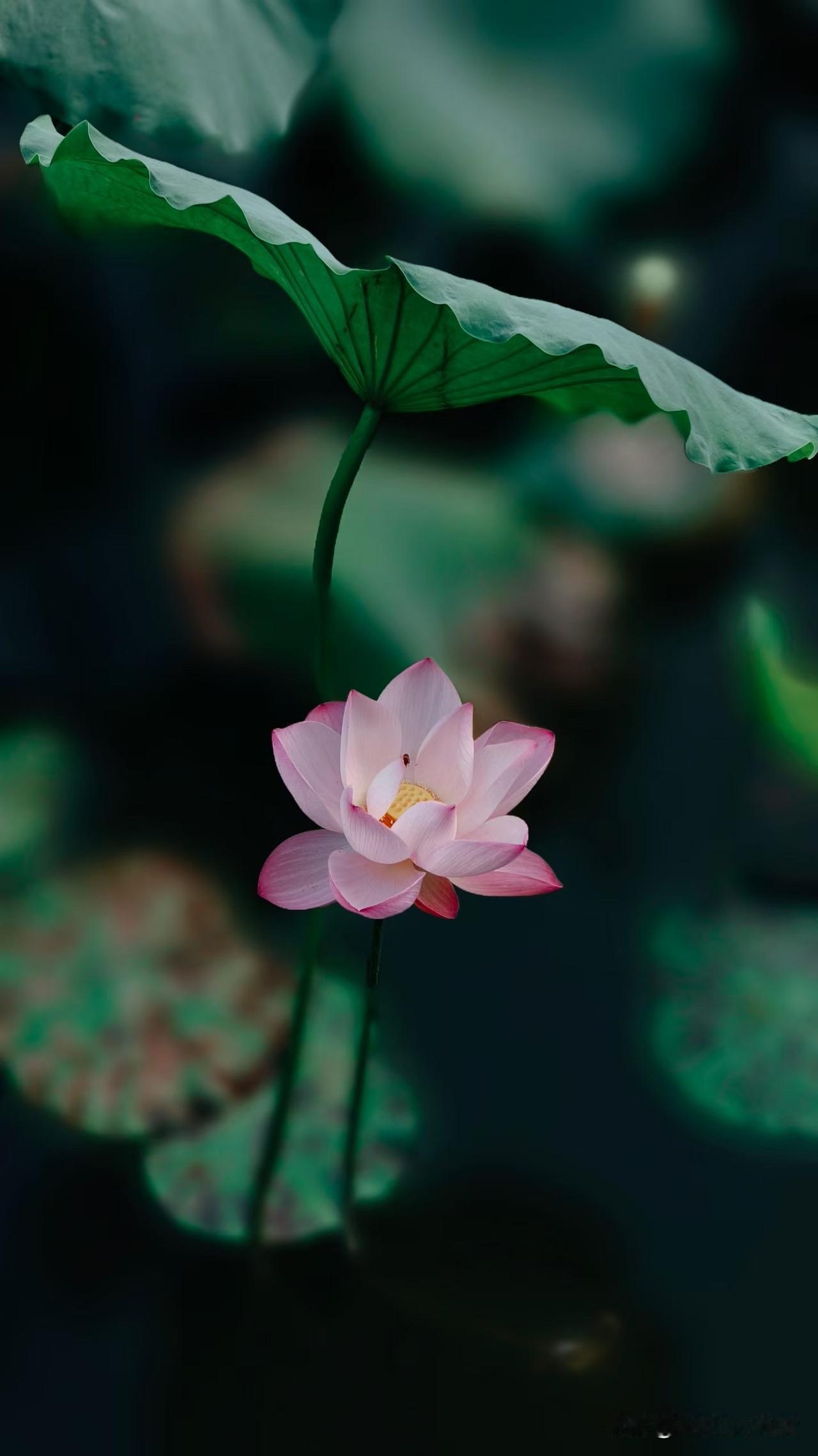今日出伏！夏天慢慢退去秋天来袭，遇见一池荷花🪷满是时间的记录📝🍃夏不
