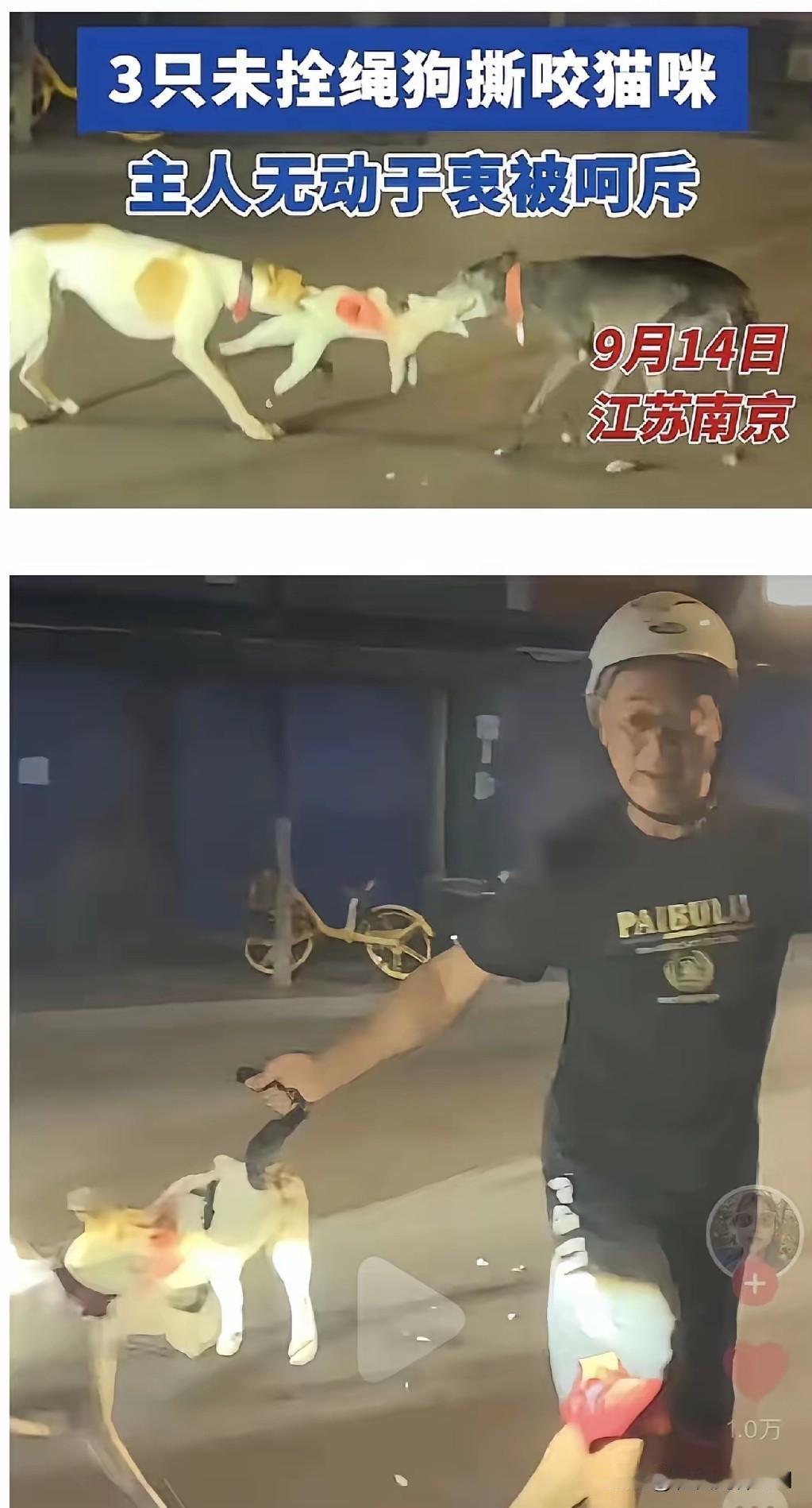 江苏南京，纵狗杀猫的狗主人，被拍到正脸了！他得意洋洋，双手插兜，就看着三条灵