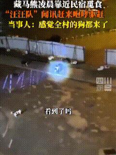 “太惊险了！”西藏，一民宿，闯入藏马熊，主人连忙求救，在这时，一声狗吠划破宁静，