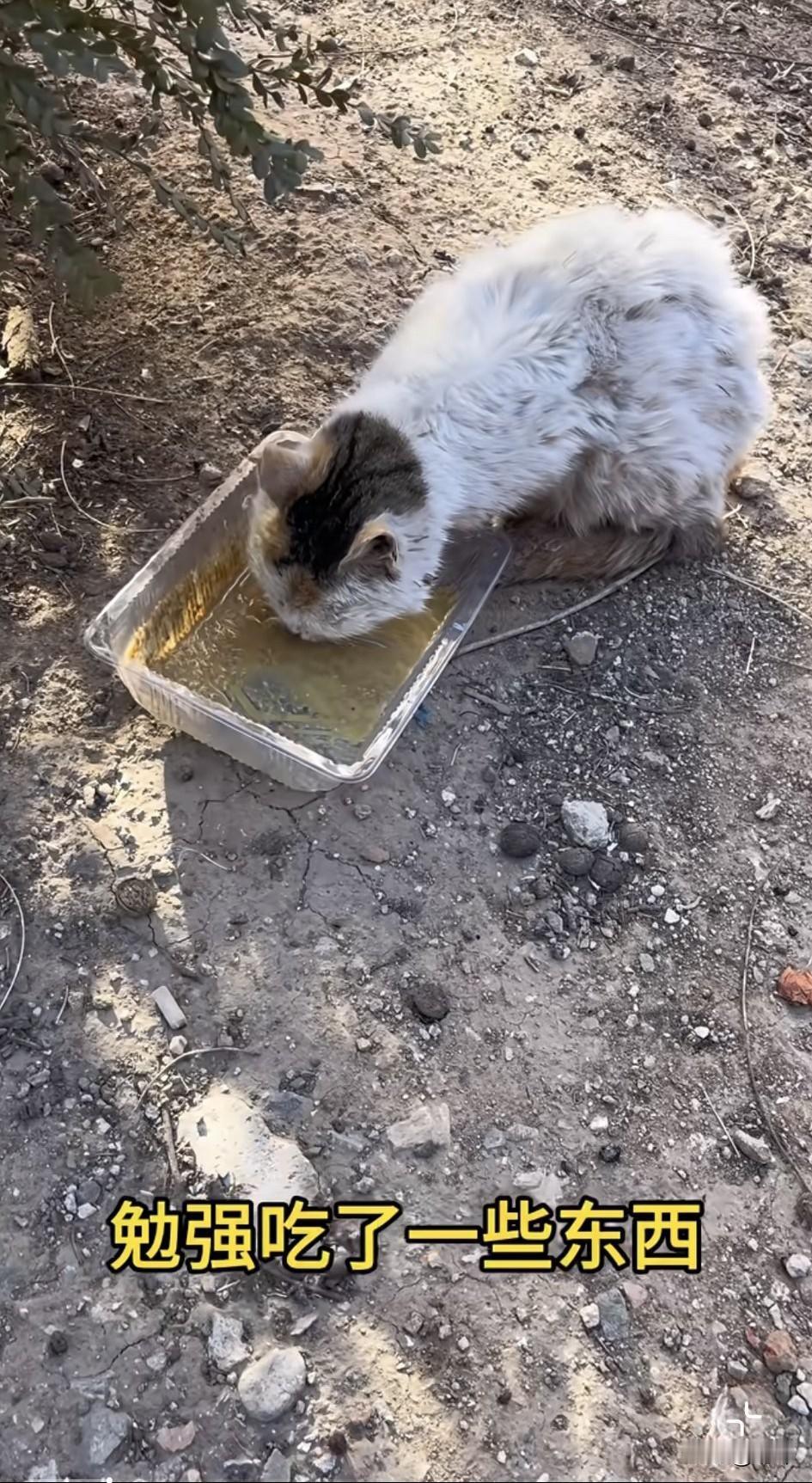 泪目了！一位小姐姐发现小区里有一只受伤的流浪猫，善良的她给小猫搭建了一个猫窝，而