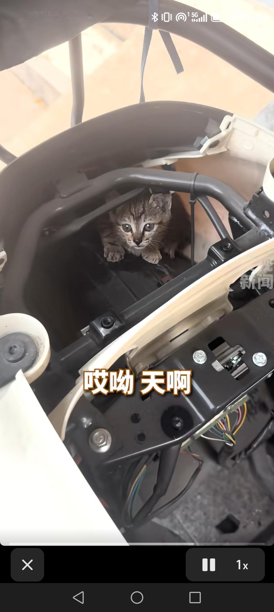 网友评论区名场面这才是真正的躲猫猫😂​很漂亮的狸花猫，等长大了很漂亮