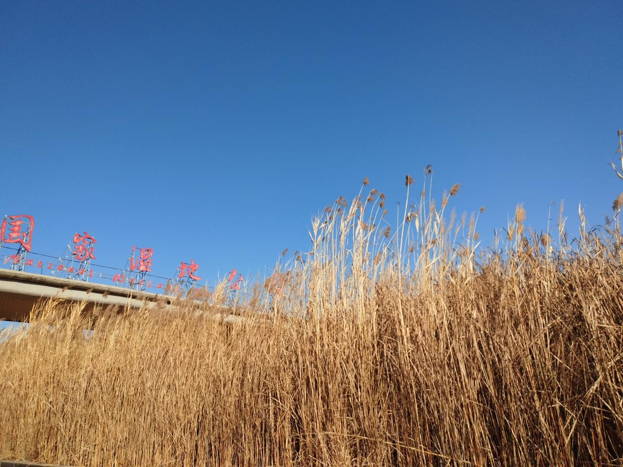 分享一张相册里随手拍的天空昨天去了浐灞国家湿地公园，这里是一个真正的湿地公园，大