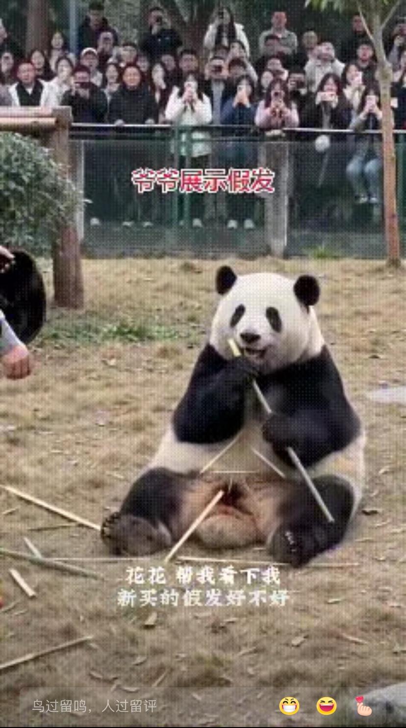 哎呀，你们快看嘛！成都熊猫花花又整新活了，简直萌到心巴上！花花正抱着竹子啃得