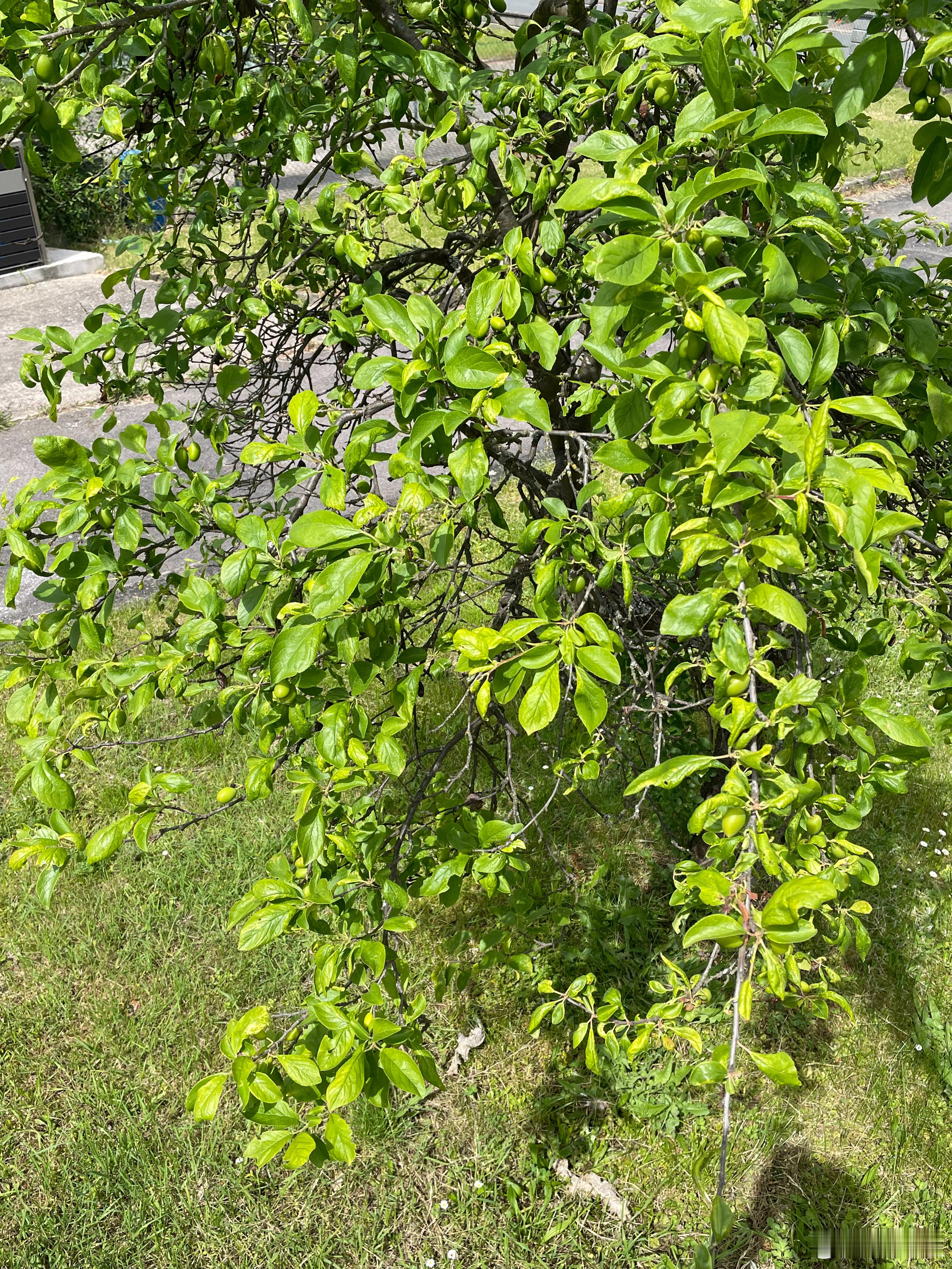 我想种棵荔枝，最好再来棵枇杷院子里，太阳旺的地方，樱桃最先红。西梅也结果了。以前
