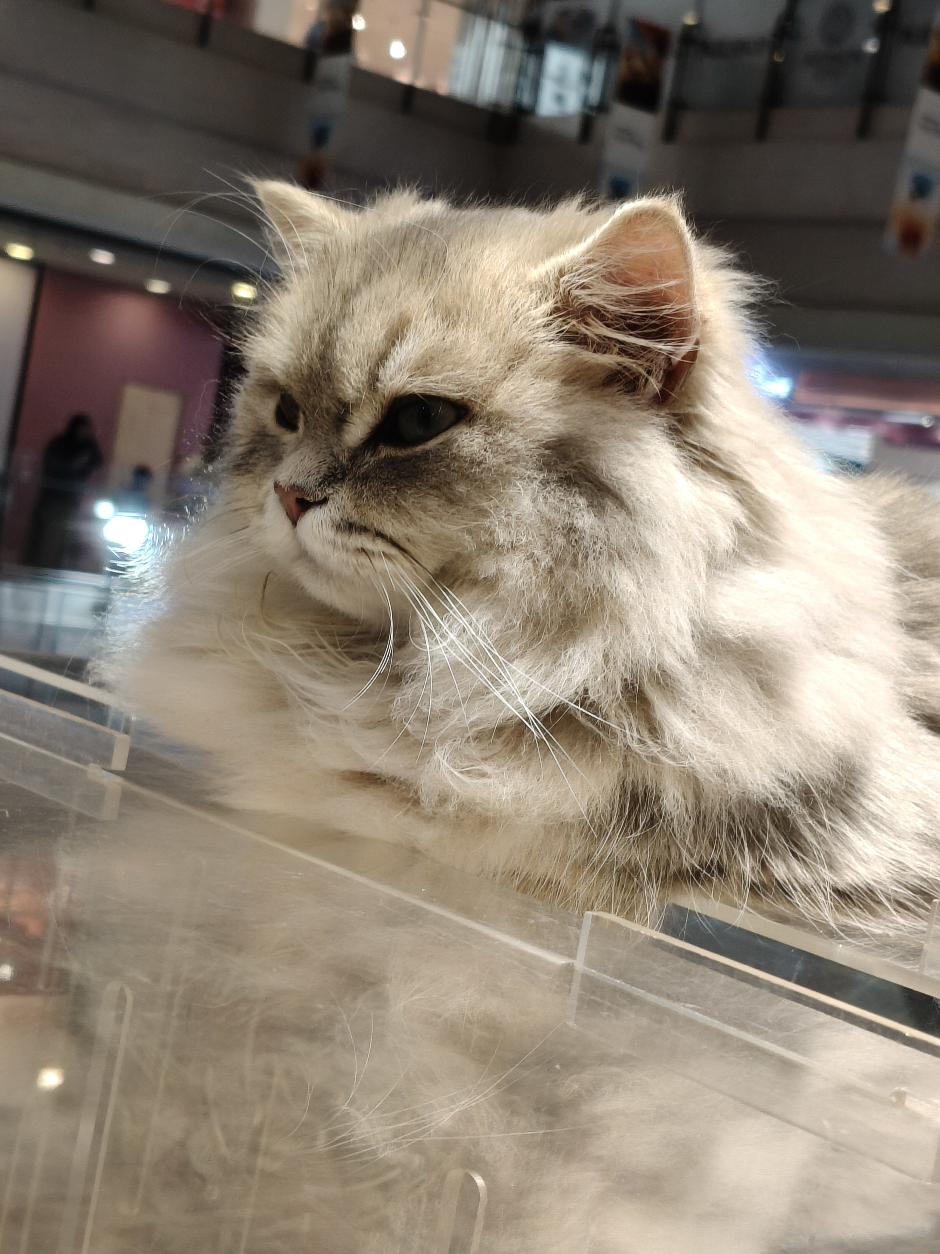 小猫咪~喵喵喵~