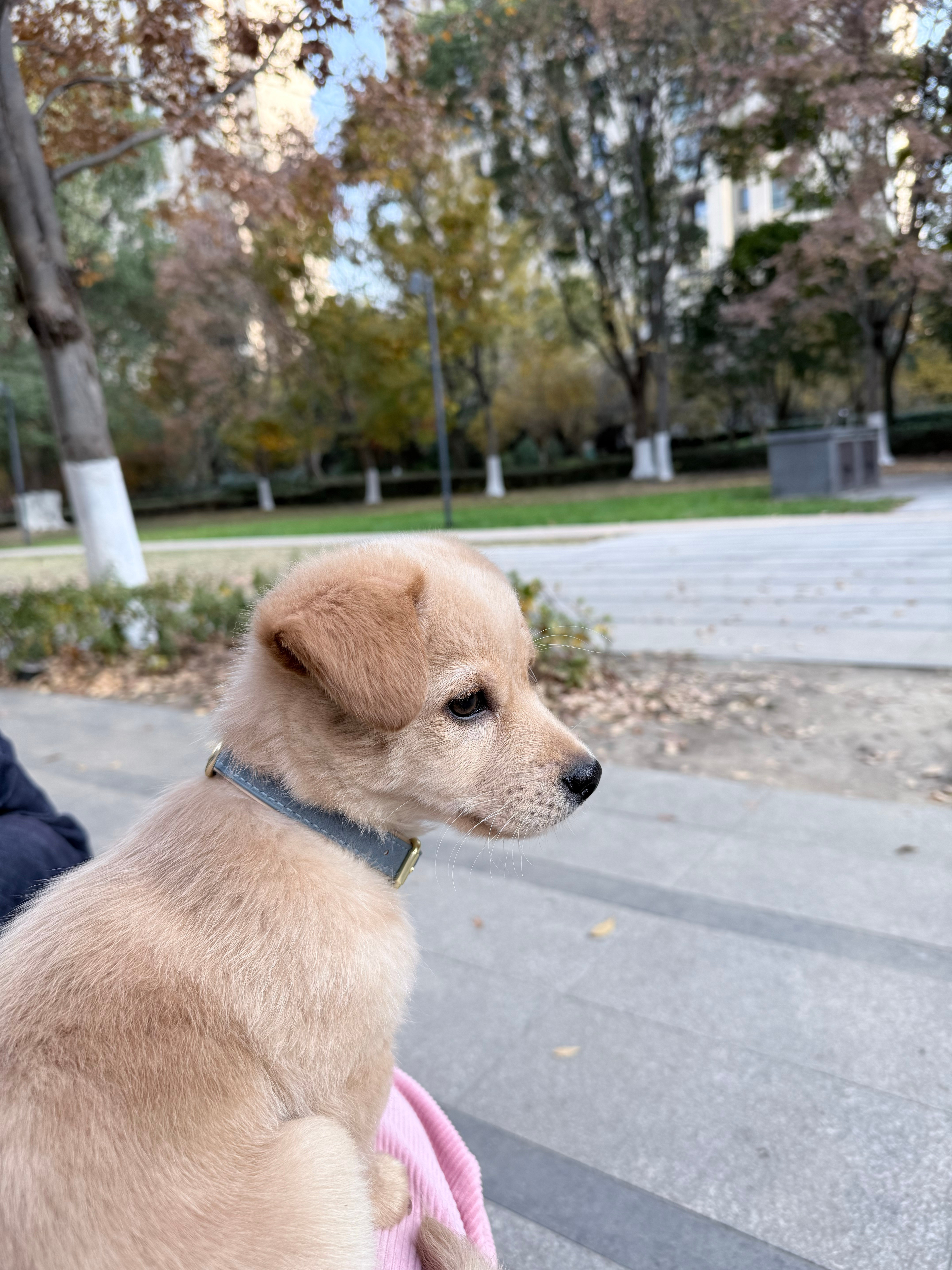 模仿学习，强化学习，scalinglaw，数据闭环，涌现时刻，养狗之后，这些概