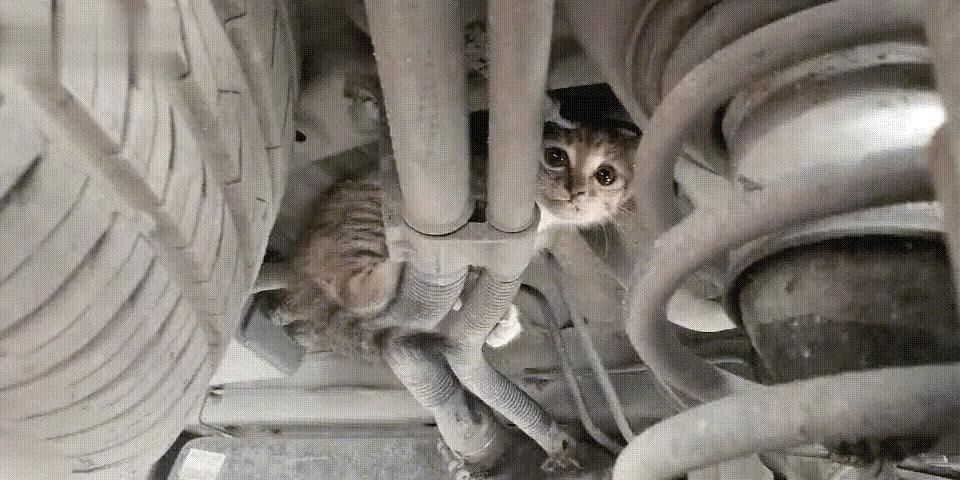 一只小流浪猫藏在一辆车的底部，汽车行驶20公里后，驾驶员才发现。猫：我就是上来睡